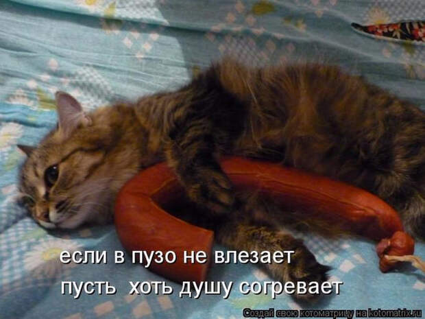 1367045795_kotomatritsa_dq_resize (700x525, 362Kb)