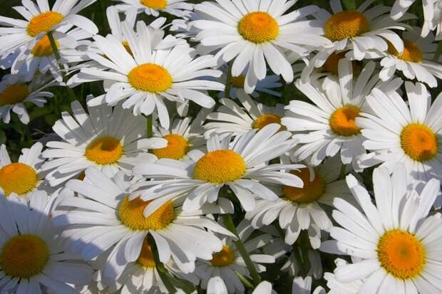 Ромашки