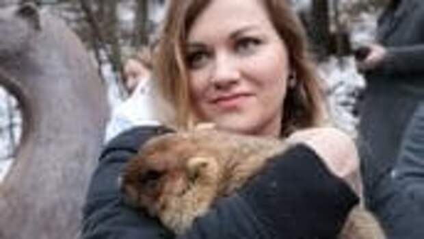 Сурок Тимка предсказал раннюю весну