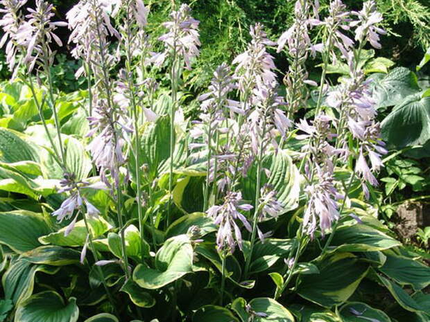 Hosta на фото