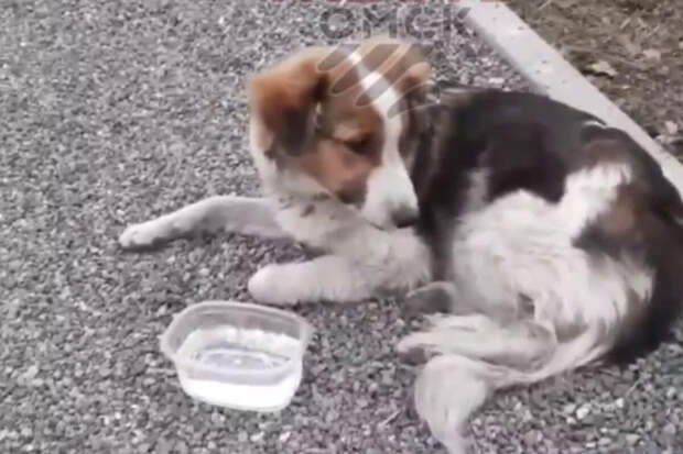 Омич якобы выгнал собаку на улицу и избил ее палкой