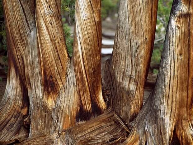 whitebark pine trunks 1545 990x742 Узоры в природе : деревья