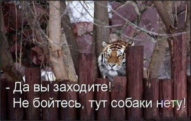 Приколы и приколихи.