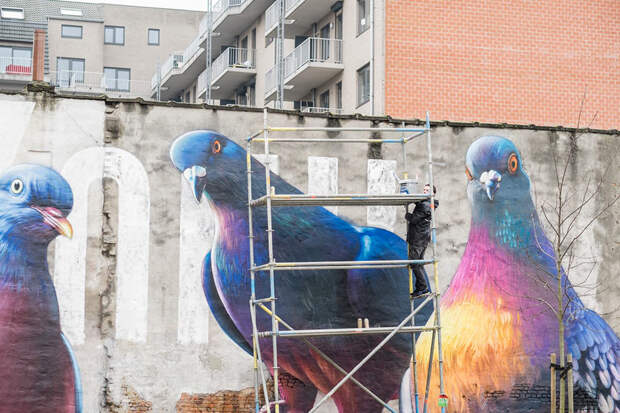 Курлы-курлы? Уличный художник Super A и его гигантские голуби