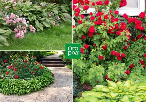 хоста и розы