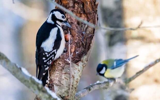 Небольшой снег пройдёт местами в Петербурге 5 марта