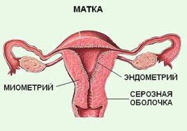 Миометрий и эндометрий. Строение стенки матки анатомия. Строение матки эндометрий миометрий. Слои стенки матки (оболочки). Слои стенки матки анатомия.