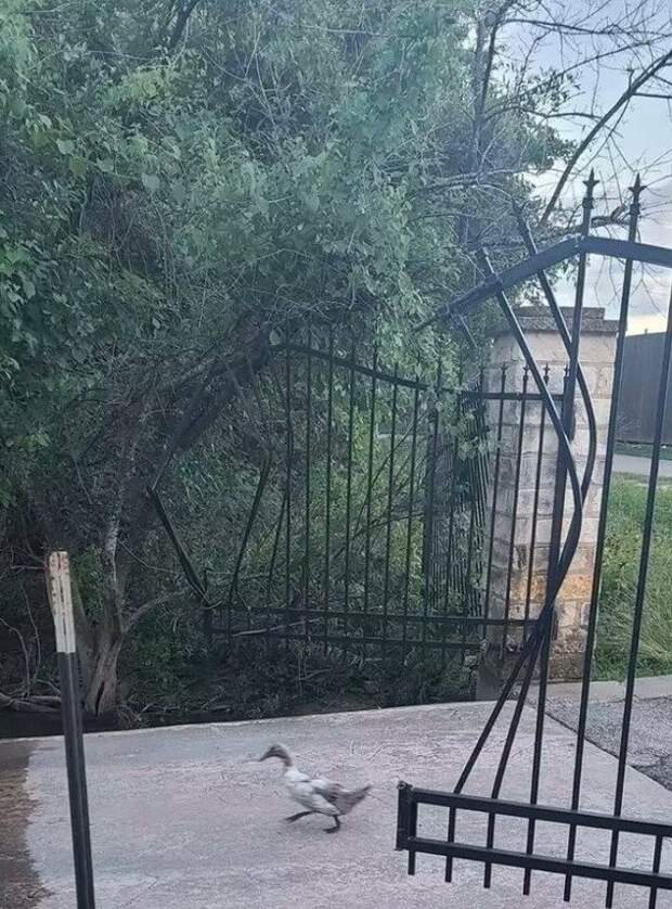 Нагловатые и смешные птицы, с которыми не стоит связываться