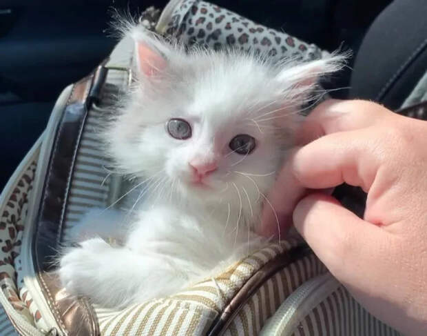 Без кота и жизнь не та