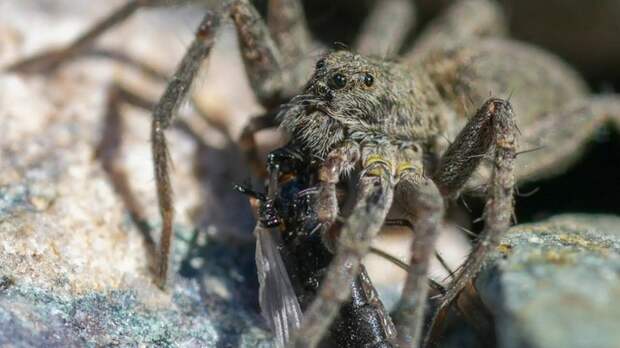 Весенние охотники. На берегах Телецкого озера проснулись пауки-волки