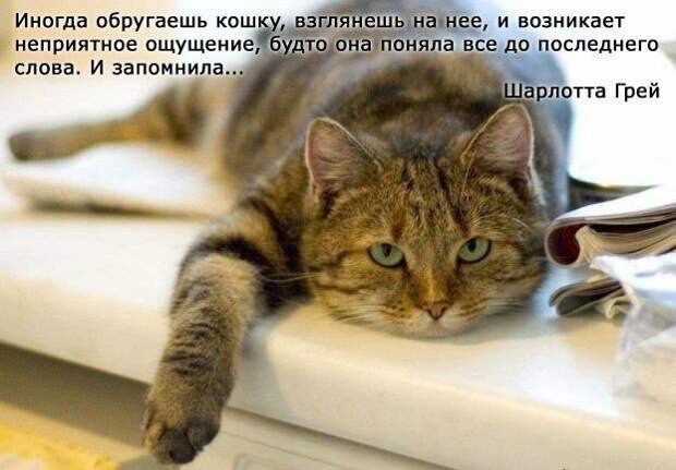 Картинки котяр с смешными надписями (34 фото) картинки, коты, юмор