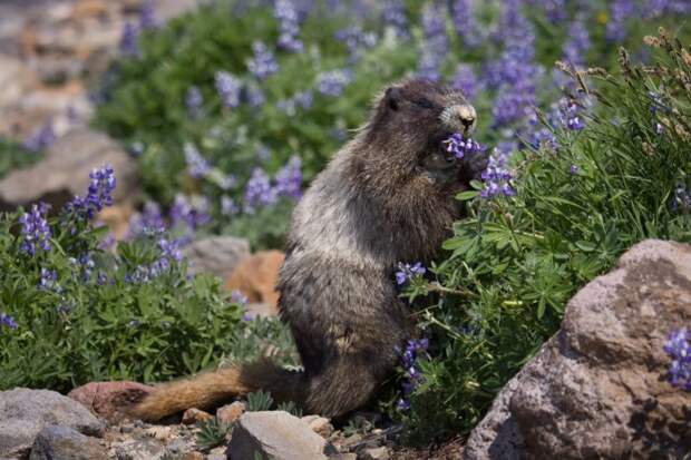 Седой сурок (Marmota caligata) фото