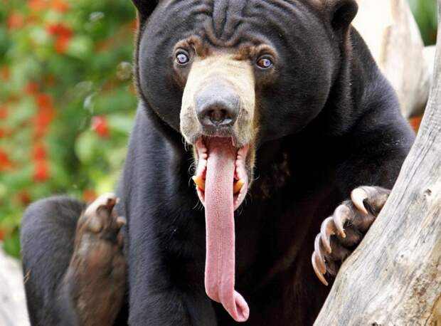 Джесси Джордан рассказал как черный медведь "подкупил" его собаку