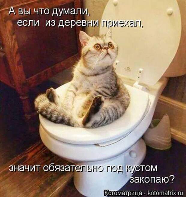 Лучшие котоматрицы недели