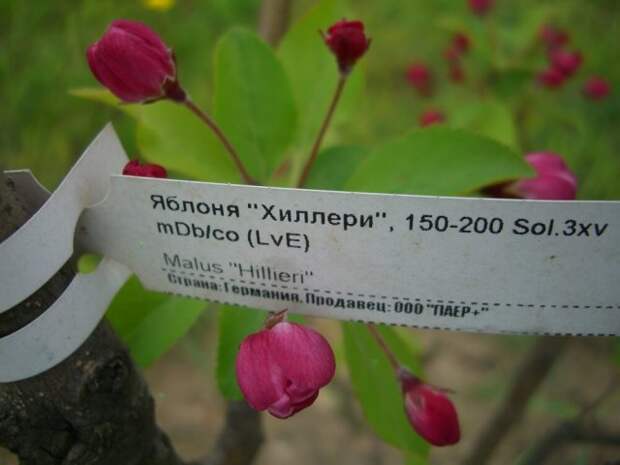 Яблоня декоративная Hillieri, высотой 150-200 см, солитер, прошел три пересадки; упакован в мешковину и металлическую сетку. Фото автора Яблоня декоративная