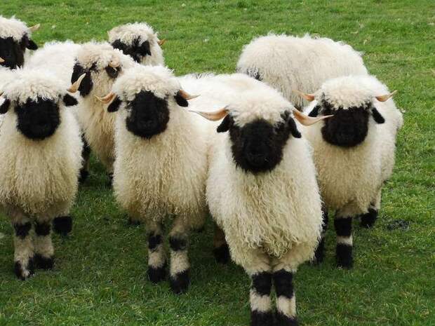 Валлийские черноносые овечки, как плюшевые игрушки!