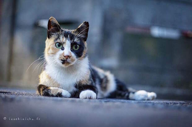 Бродяги кошки, фоторепортаж, япония