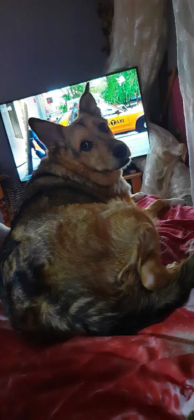 собака