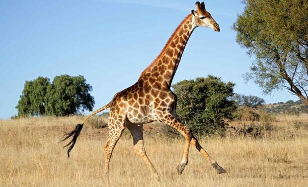 Скорость жирафа может достигать 55 км в час