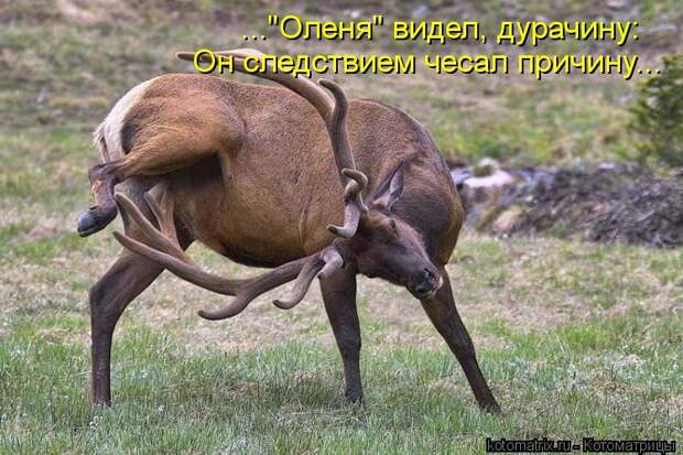 Котоматрица: ..."Оленя" видел, дурачину: Он следствием чесал причину...
