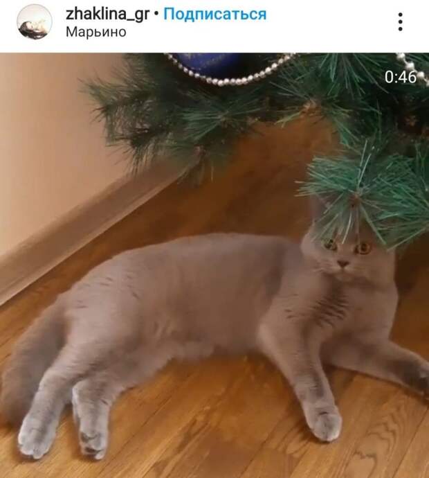 Фото дня: кот из Марьина поставил елочный ультиматум