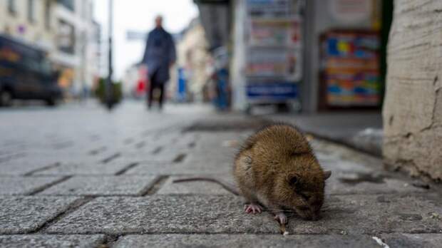 Крыса на улице