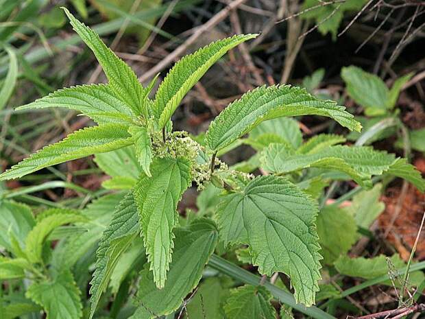 Крапива плосколистная фото (лат. Urtica platyphylla)