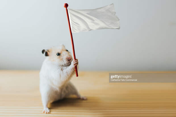 Hamster with a White Flag