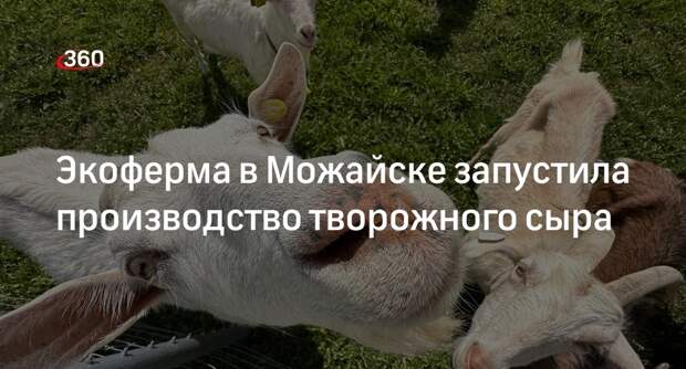 Экоферма в Можайске запустила производство творожного сыра