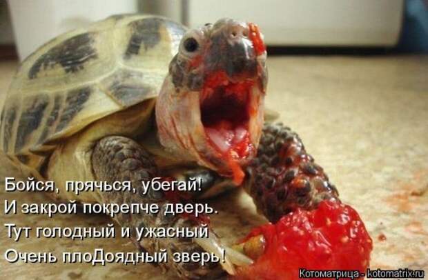 Лучшие котоматрицы недели (50 фото)