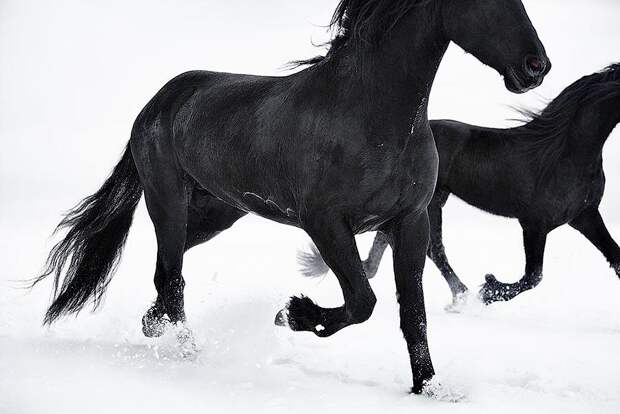 Грация прекрасных лошадей в фотопроекте Equus