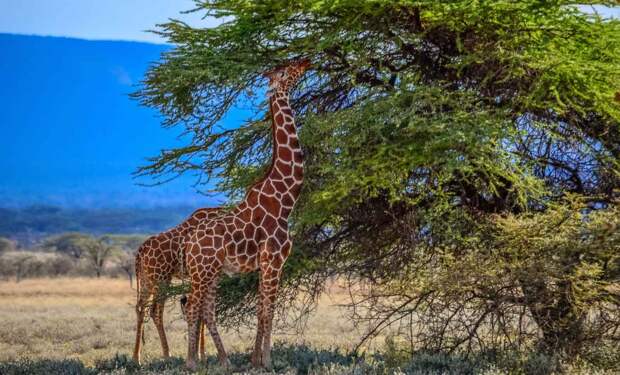 Жирафы едят листву