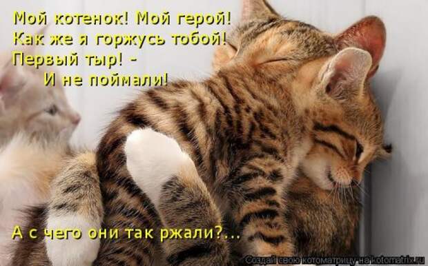 Новая котоматрица (39 фото)