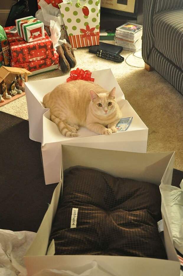 Коты лучше хозяев знают, как использовать их дорогие подарки животные, коробка, коты, лежанка, место, подборка, прикол, фото