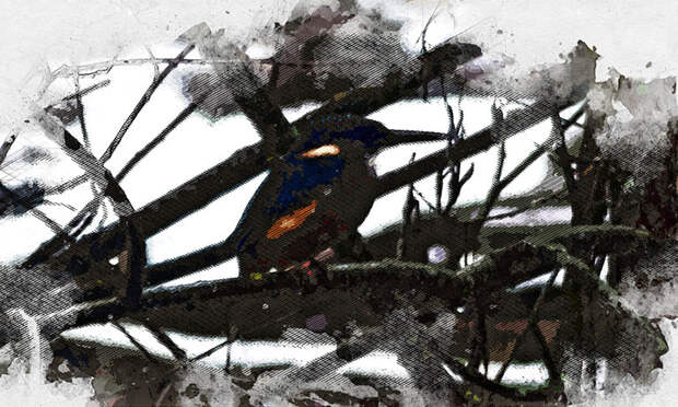 Орловский фотограф-натуралист месяц охотился за редким зимним гостем