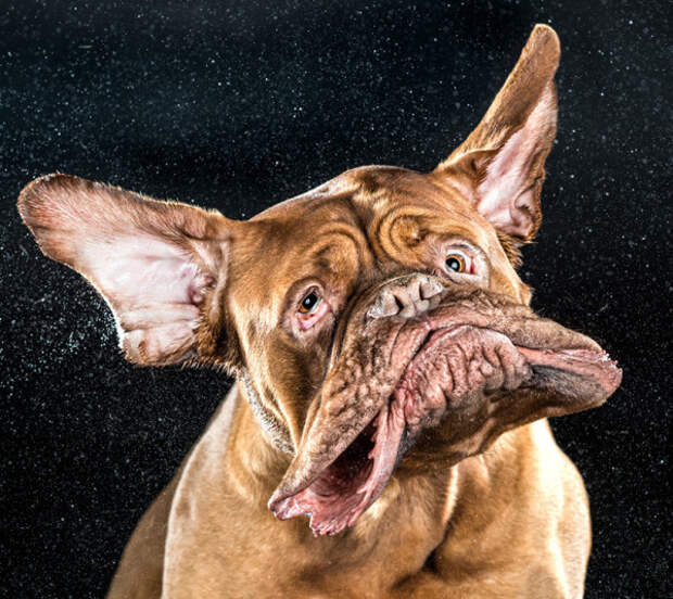 Карли Дэвидсон запечатлел смешные фото собак в книге “Shake“