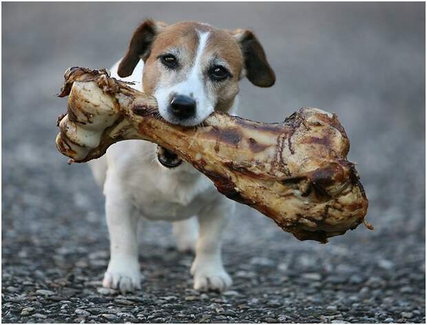 Не стоит давать собаке кости ветеринары, жиотные, кошки, полезно знать, собаки