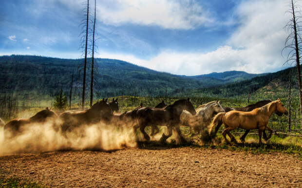 Табун диких лошадей в Национальный парк Йеллоустоун