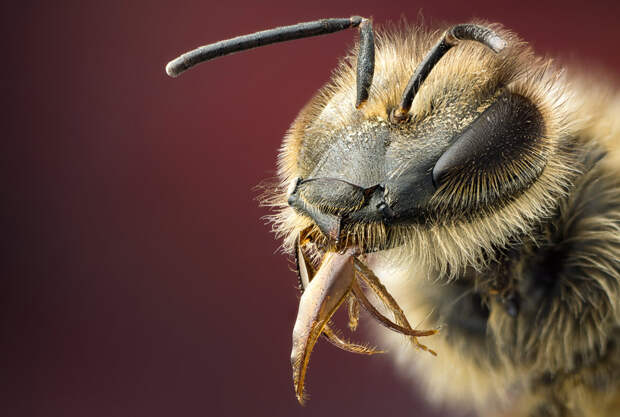 Пчела с язычком