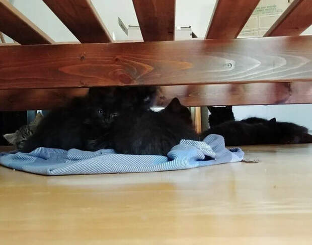 котята