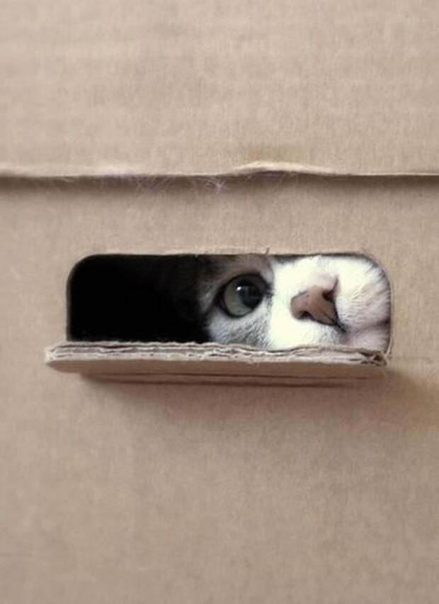 peeping_cats_07