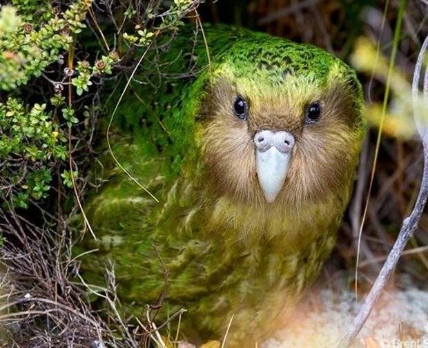 kakapo-kartinki-koshki-sobaki-smeshnye-zhivotnye-kote