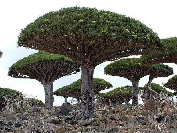 Необычные деревья из разных уголков планеты