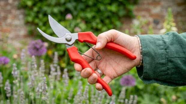 Лучше пилы и топора: как выбрать идеальный секатор для обрезки растений