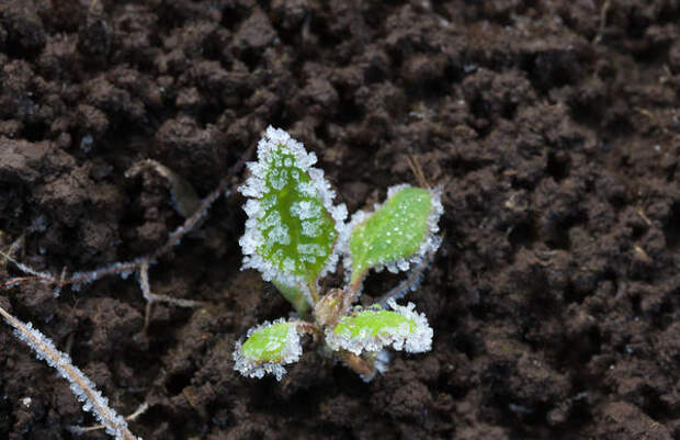 Ранней весной молодые растения не успеют замерзнуть