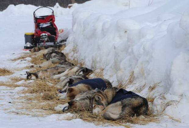 Гонка на собачьих упряжках Iditarod 2013