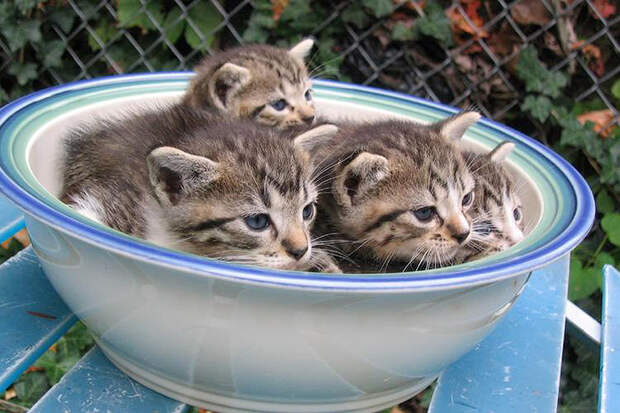 Kitten_Bowl_by_Chance87 Kitten Bowl by Chance87 Кошки это жидкость, есть доказательства