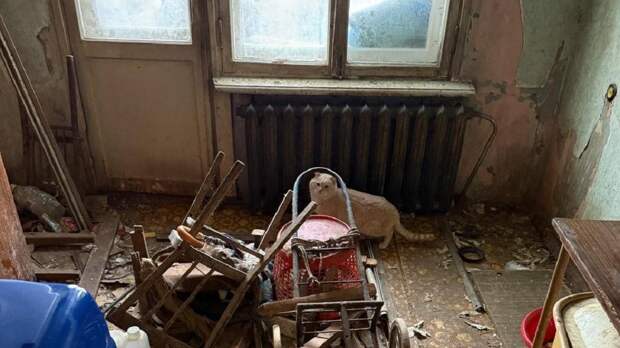 У жительницы Екатеринбурга изъяли 10 кошек после жалоб соседей