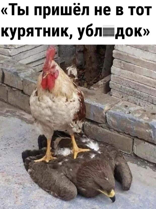 Прикольные картинки приколы смешные (19)