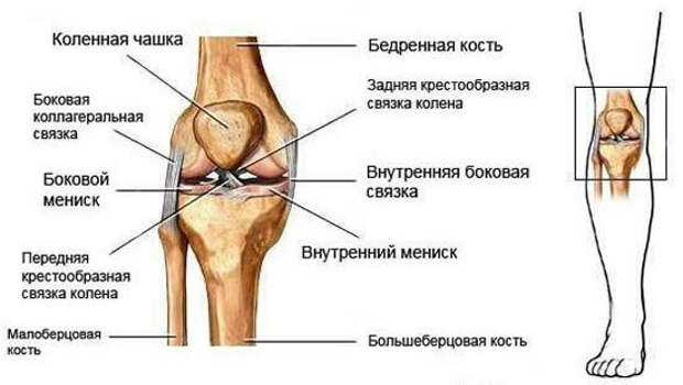 Коленный сустав, пример механизма в биологии.